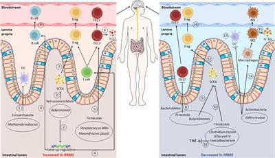 Feeding the gut microbiome: impact on multiple sclerosis